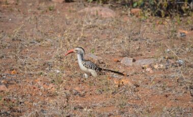 Southern red-billed hornbill - bird in South African safari