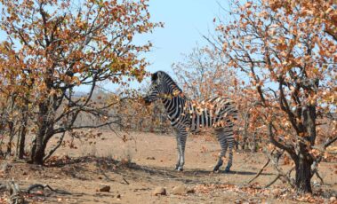 Zebra in wilderness in South Africa