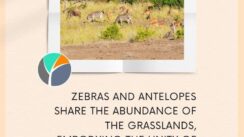 Grazing zebras and antelopes in South Africa