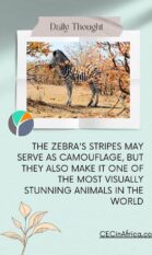 Zebra in wilderness in South Africa